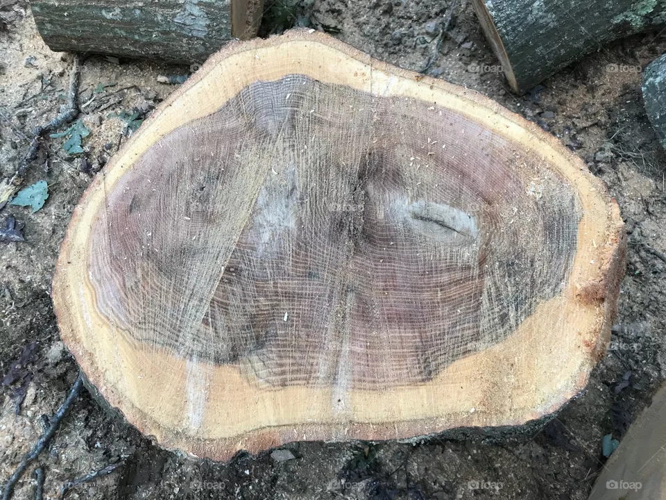 Old tree 