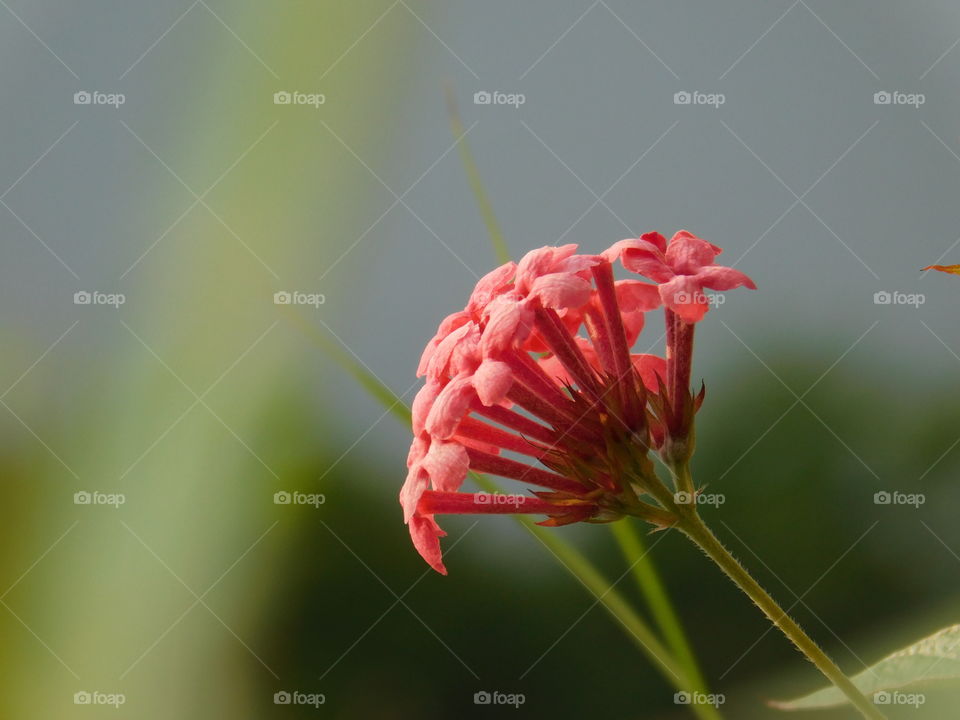 Flower head - Pink coloured flower head with small florets having beautiful green blurred background looking so attractive. foreground and background also blur.