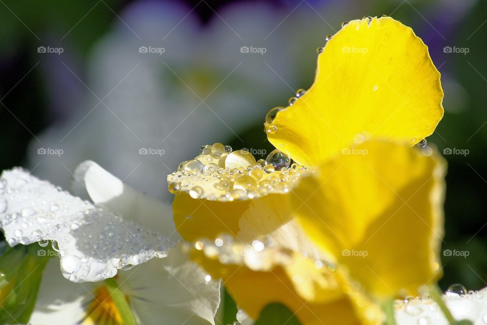 Waterdrops. Macro of water droplets on the flowers in the garden.