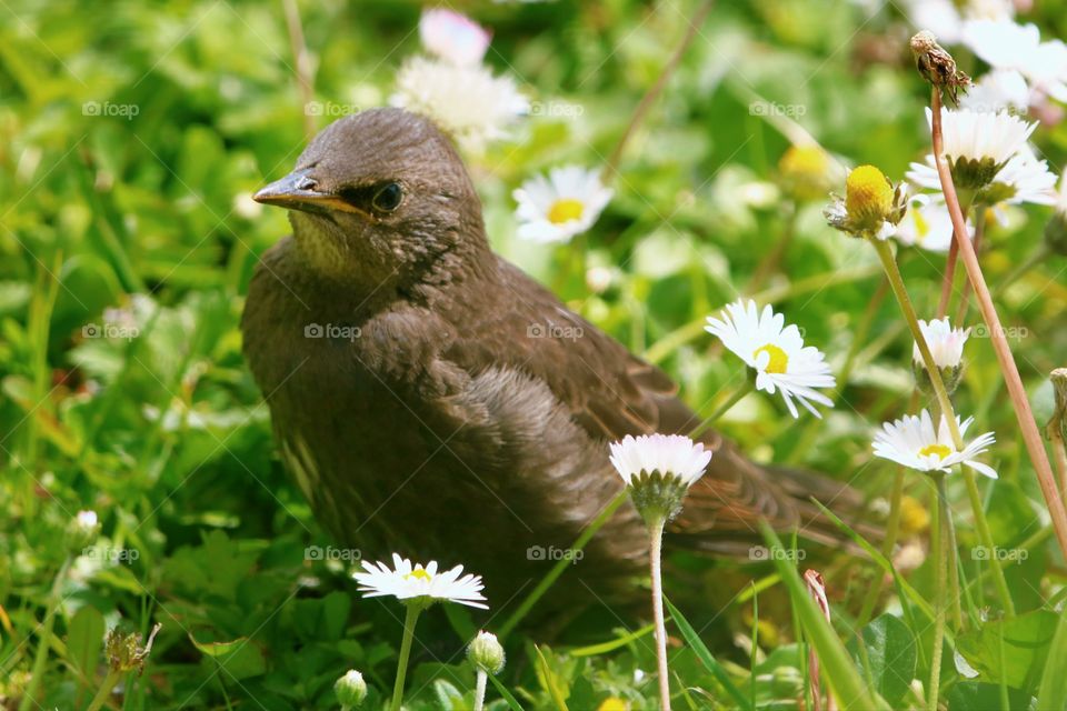 Bird between flowers :)