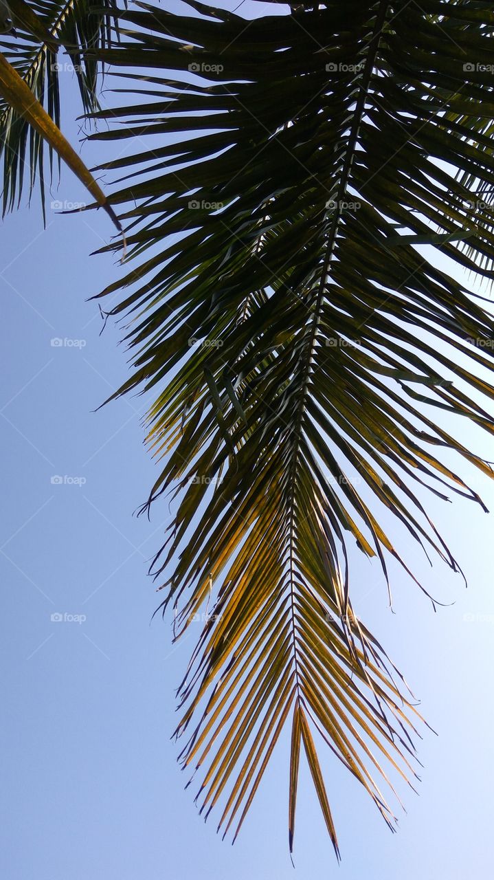the high sky in coconut tree