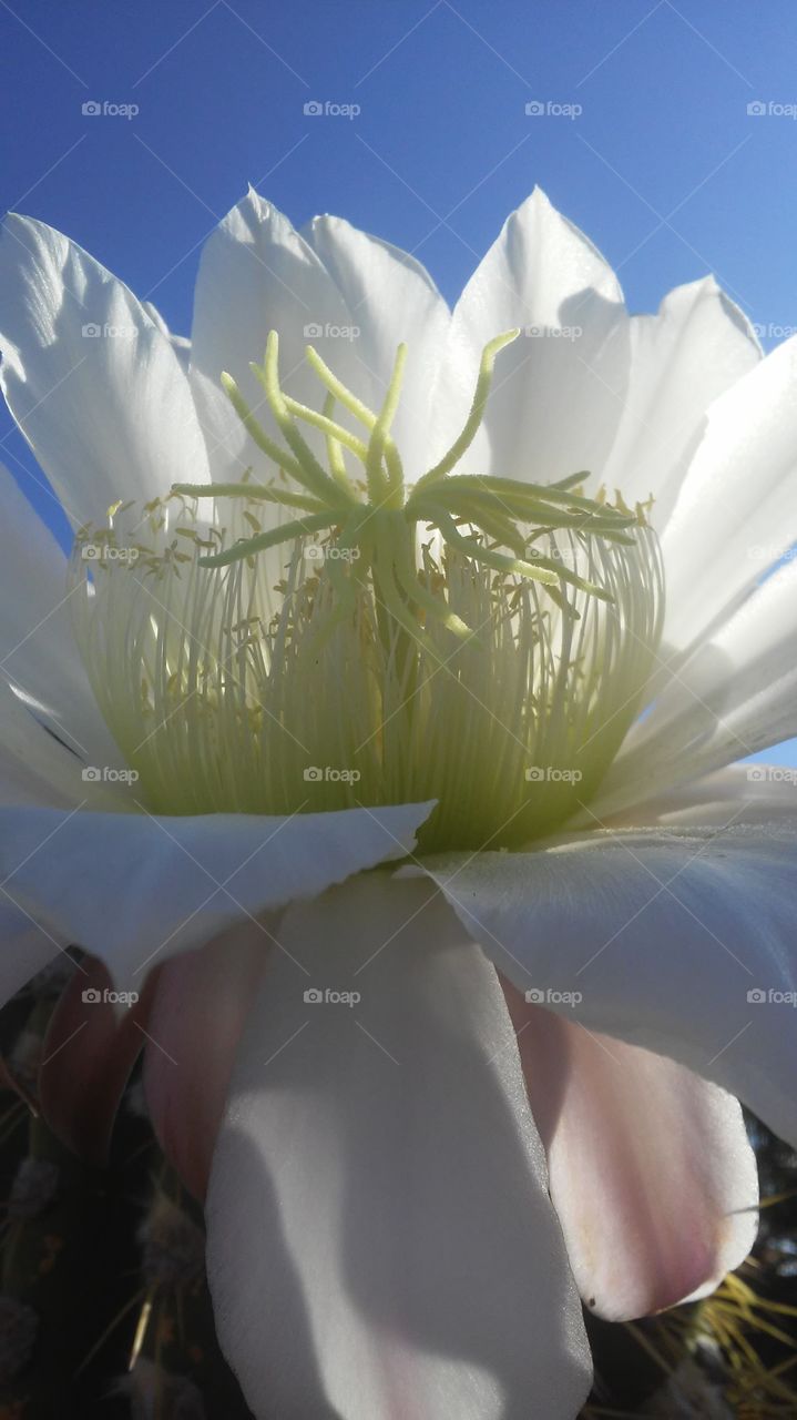 white bloom closeup