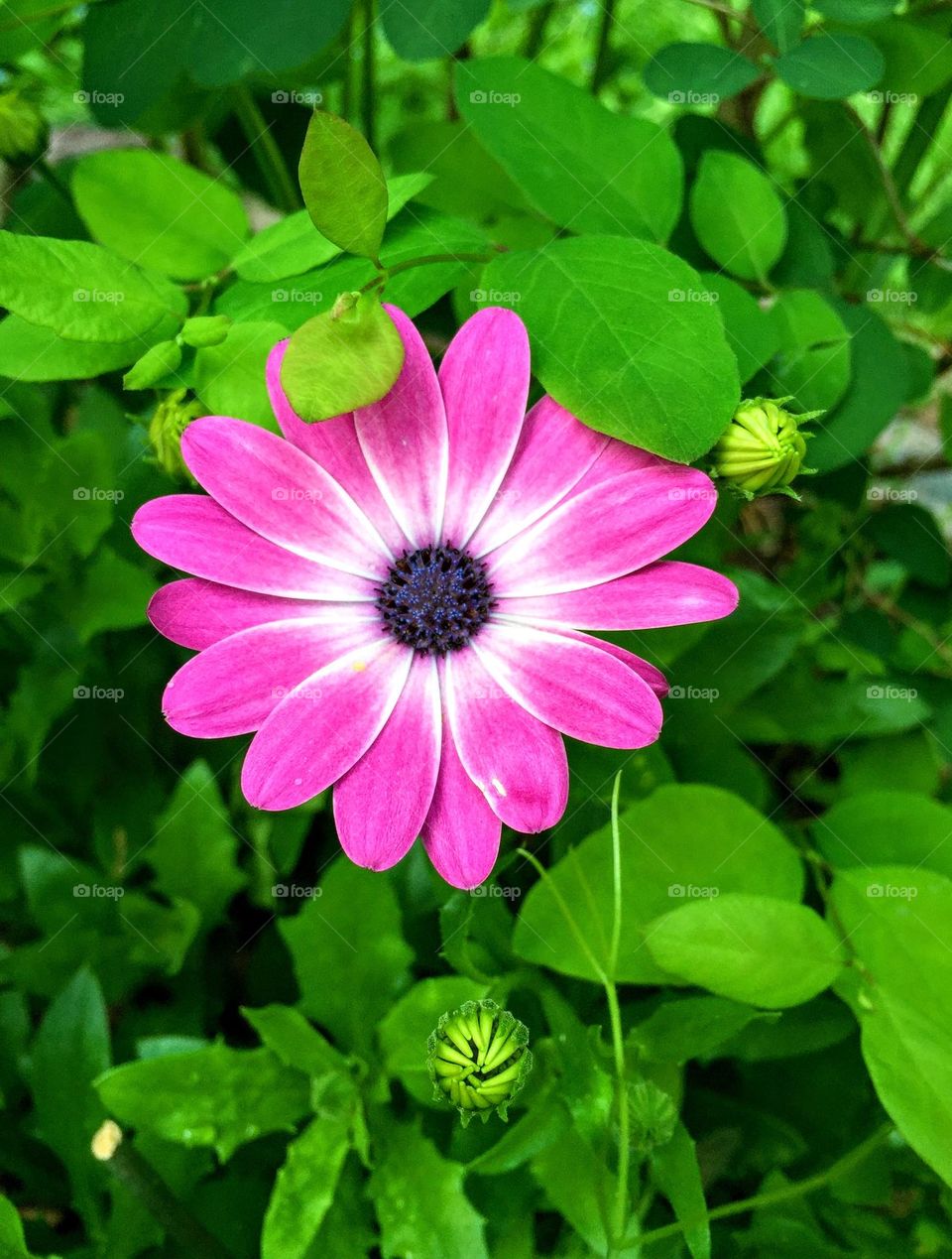 Barbie style! Pink flower 