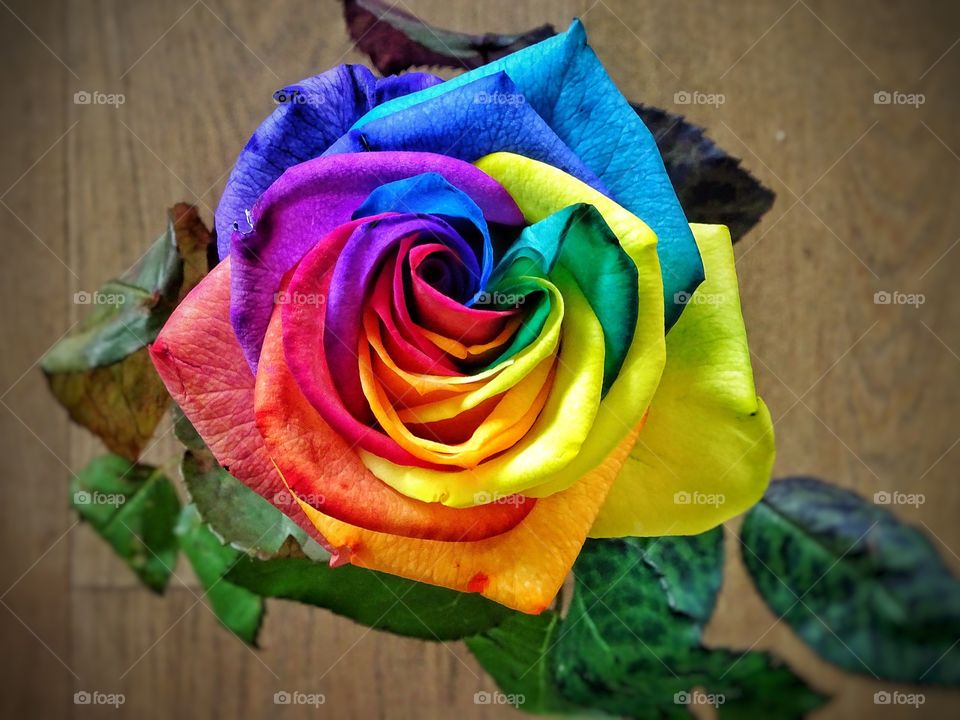 Rainbow rose