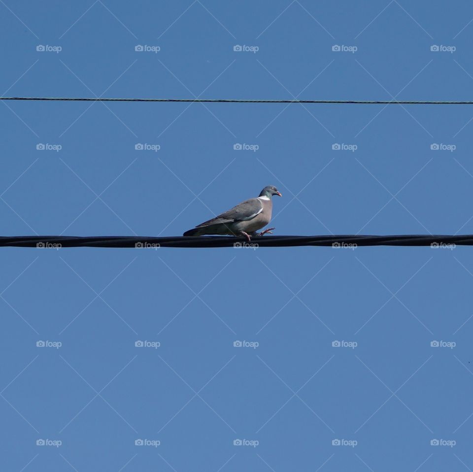 Bright blue sky background with a pigeon tight rope walking along a telegraph cable 💙