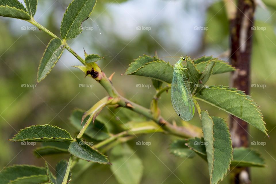 lacewing