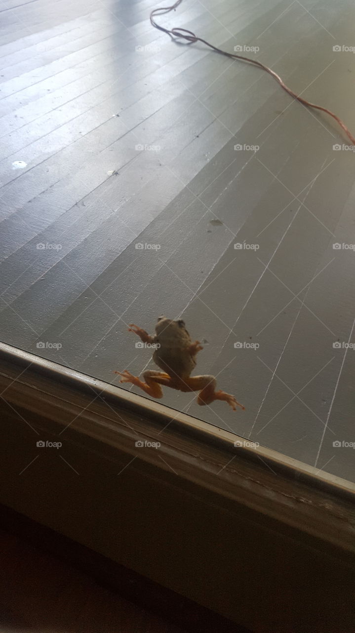 Hello little frog!