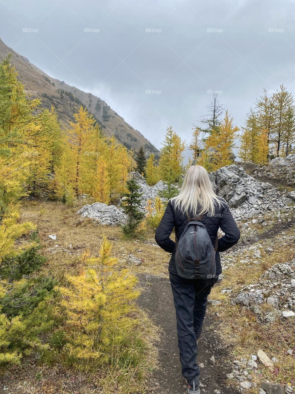 Hiking through a golden larche tree forest 