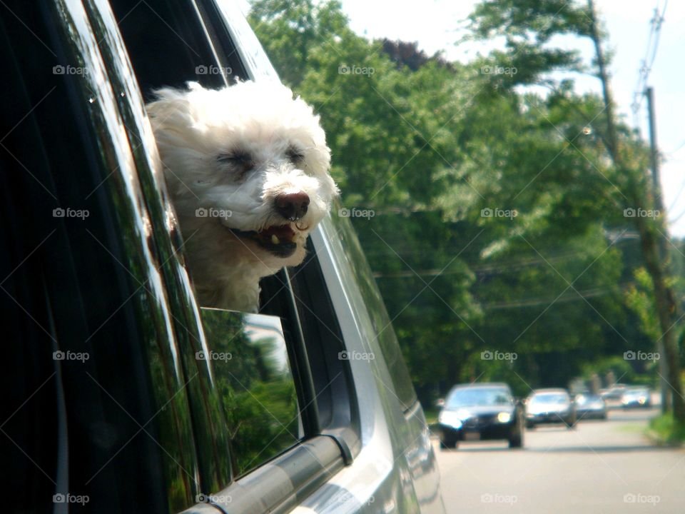 Happy dog going for car ride looking out window, dog smiling🐾