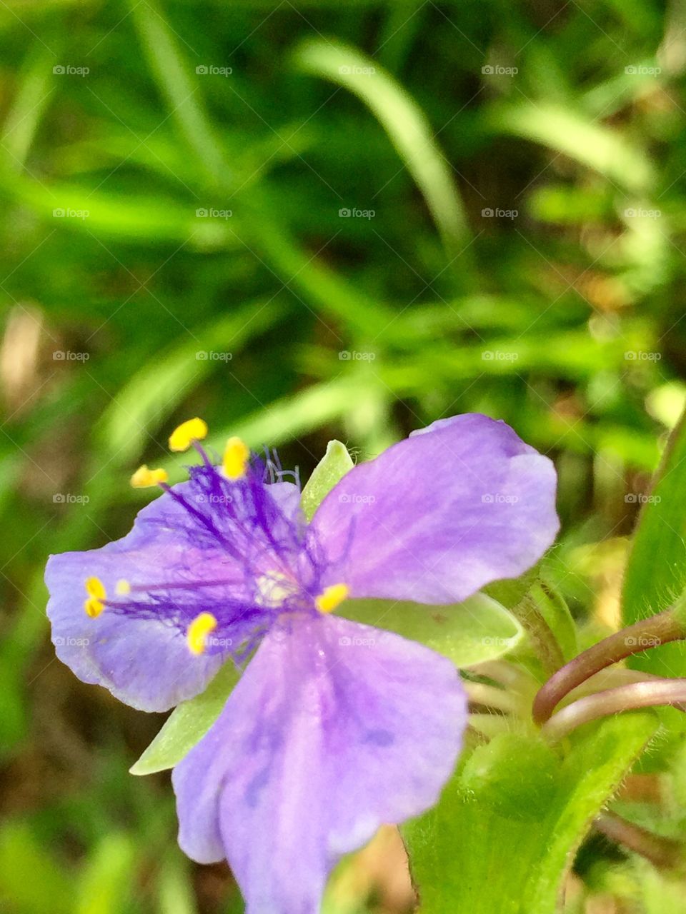Purple wildflowers 