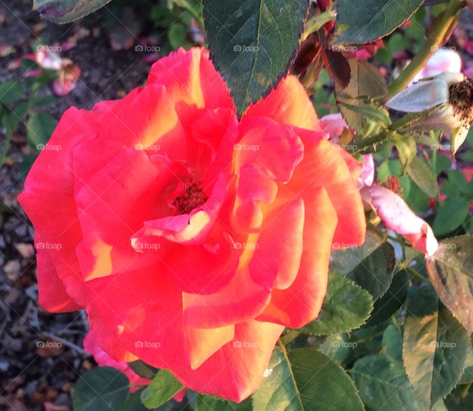 Neon Romance. A beautiful pink rose made red, yellow, and orange by the sunset