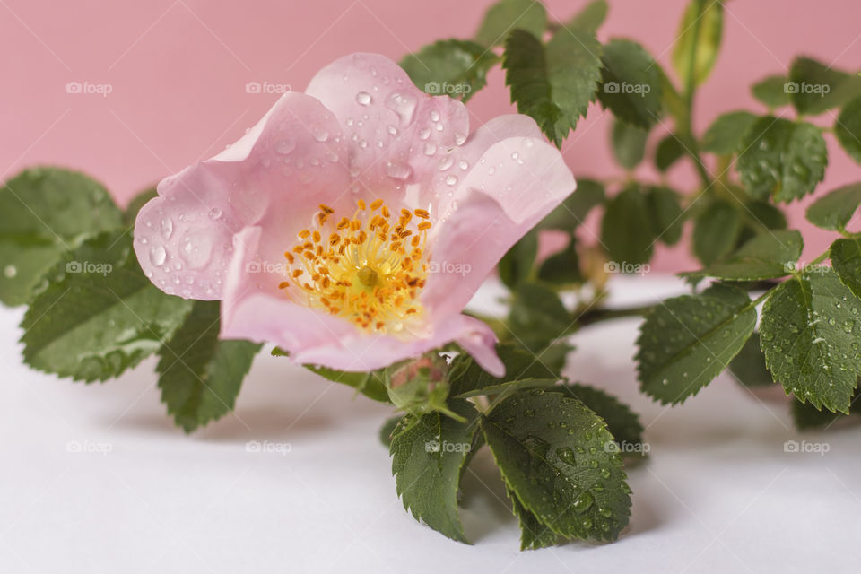 Macro shot of Rosa canina flowers with water drops