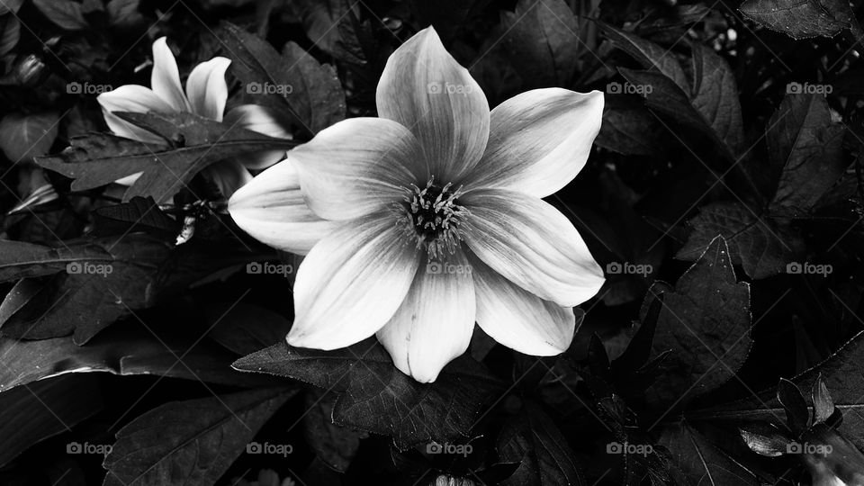 Pretty Flower in Black and White