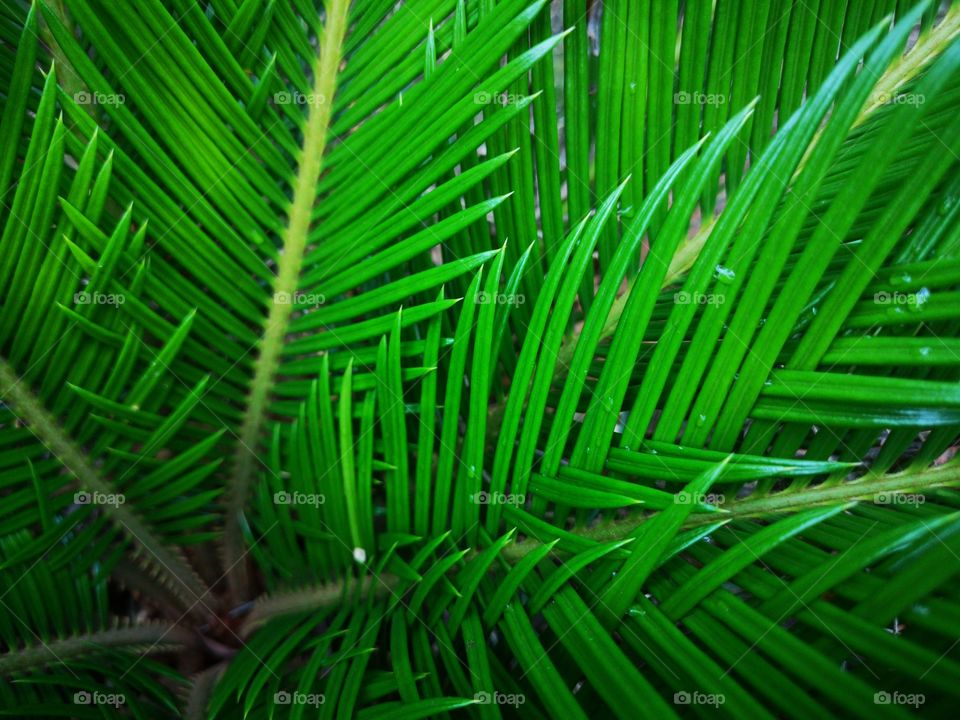 Full frame shot of palm leaves.
