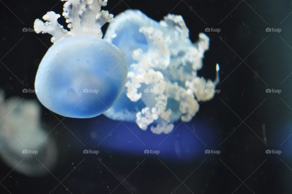 JELLYFISH