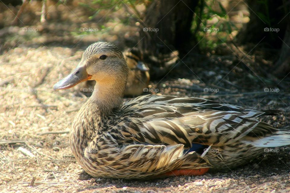 Mother Duck in Front of Ducklings