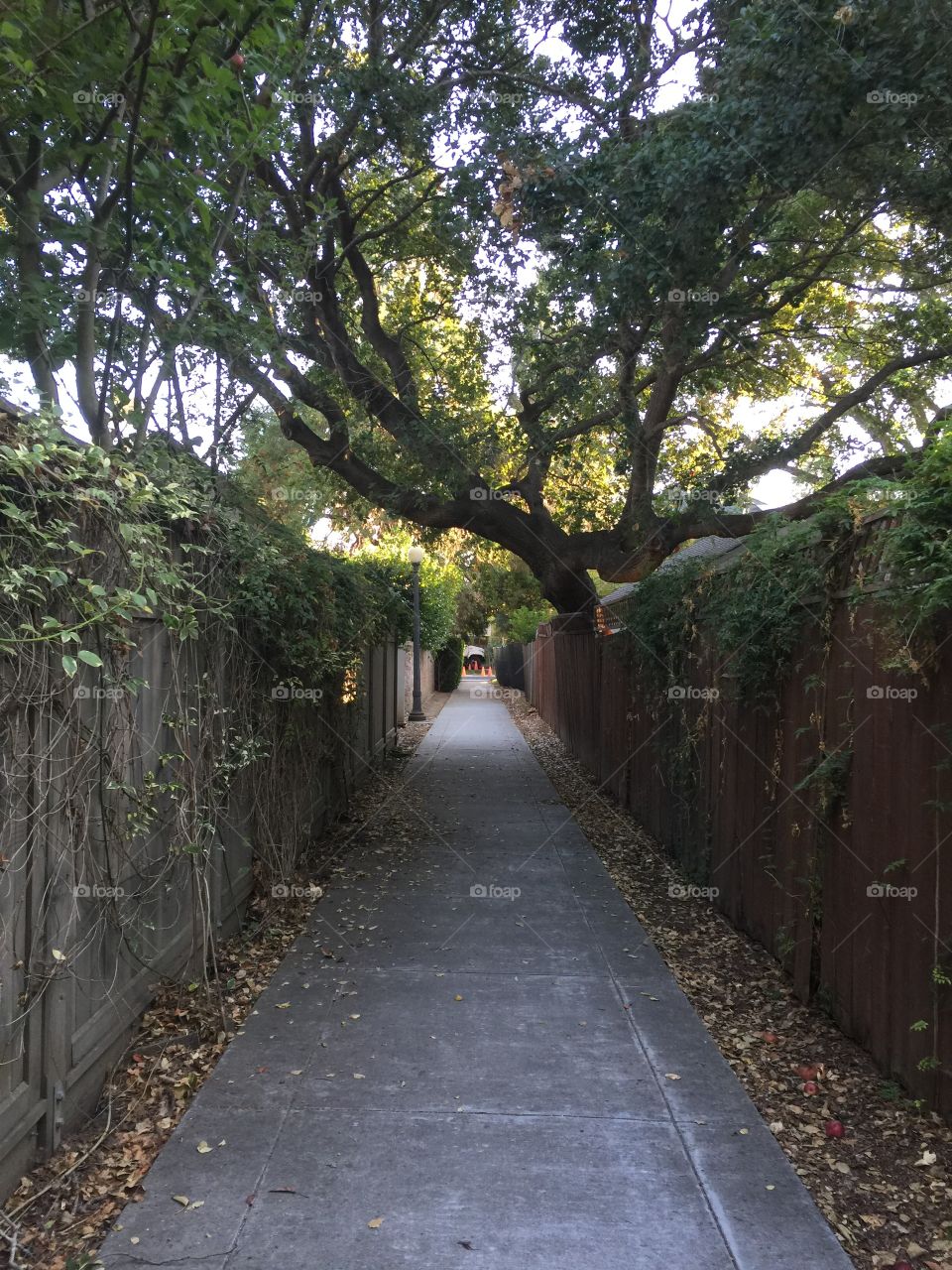 Pathway 