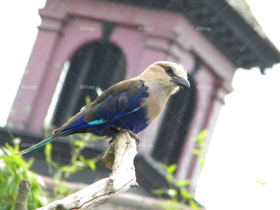 bird wild life little bird blue bird by heim.bogdan