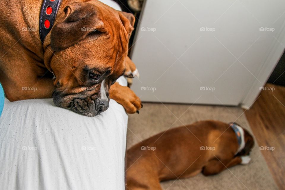 Lazy Boxers