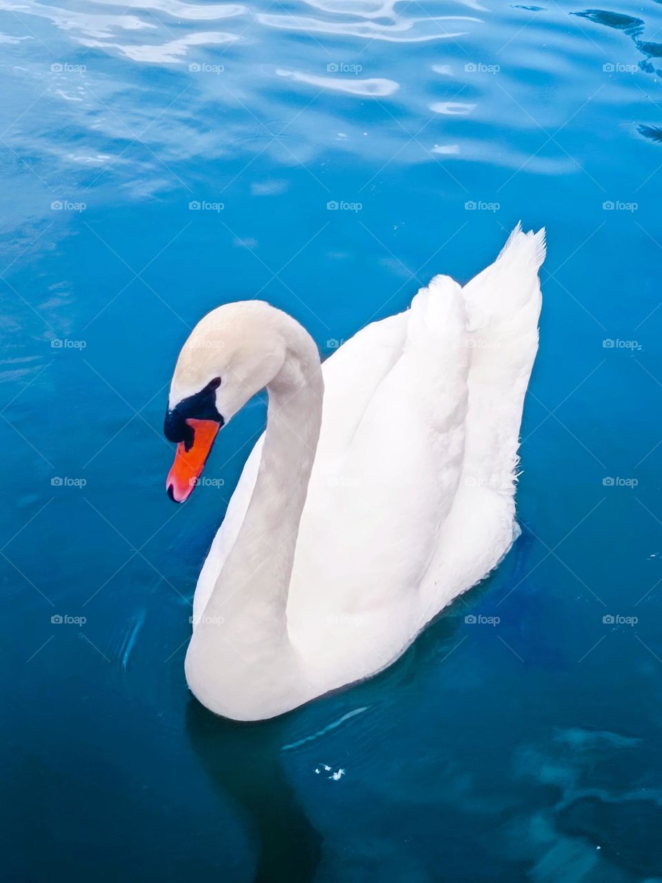Swan