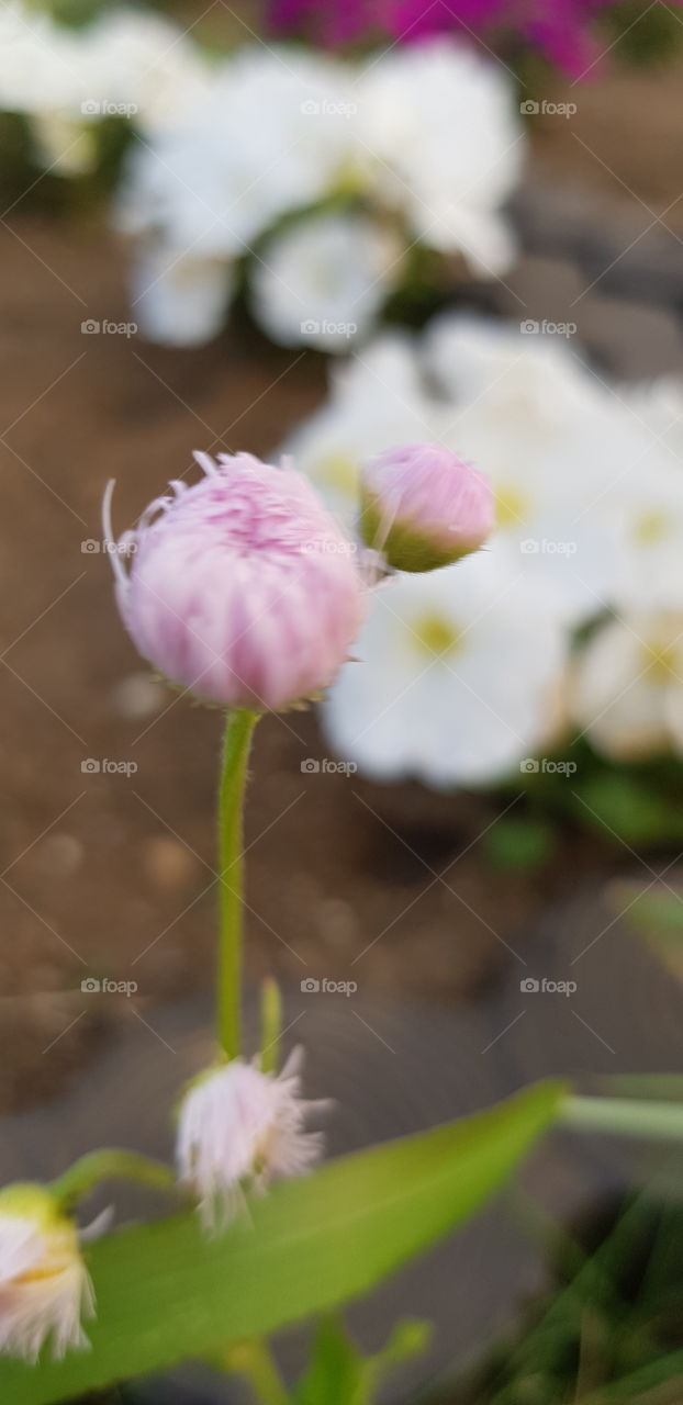 flower in kokikoen