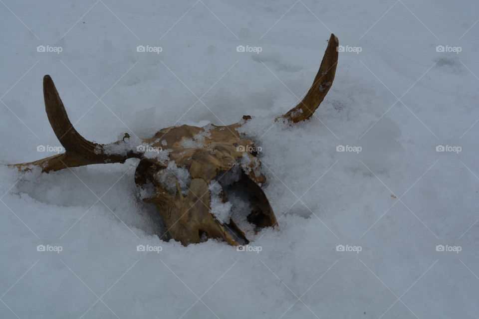 skull in snow. moose skull