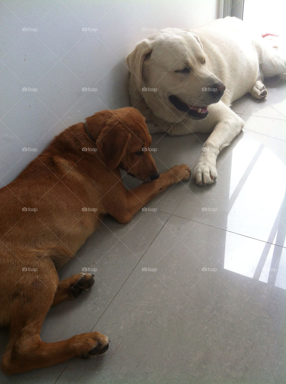 Two Labradors