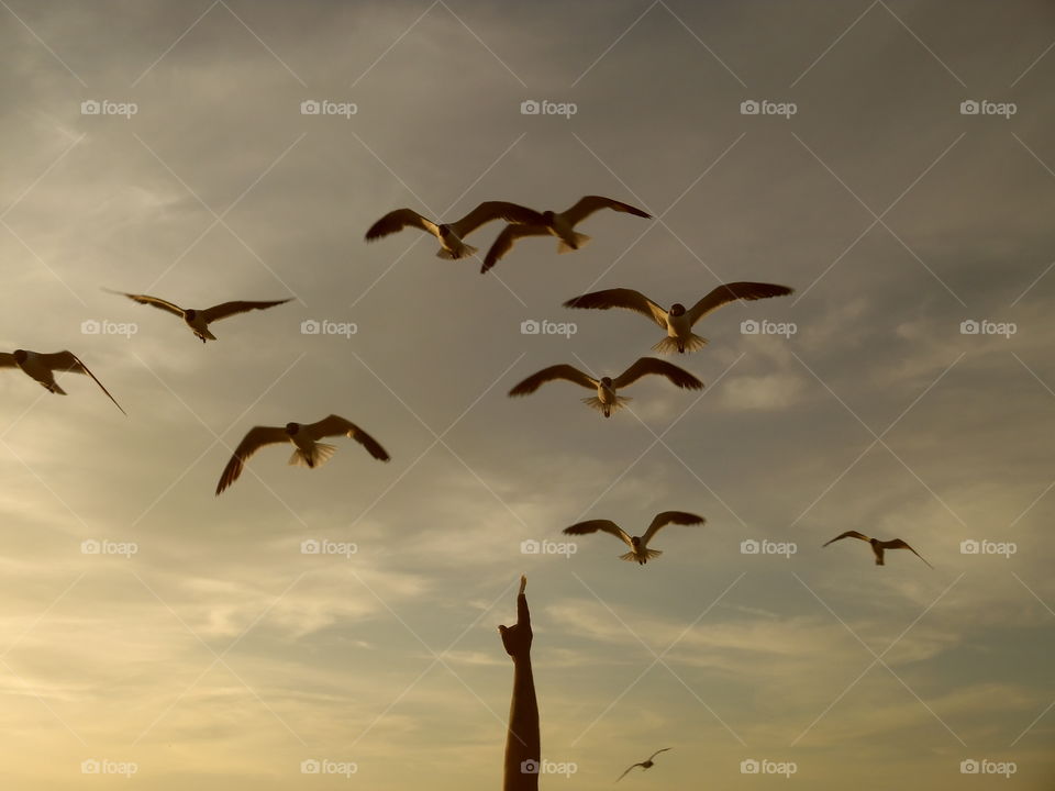 free birds flying south. This is a picture of a flock of birds that I saw while visiting the Gulf of Mexico
