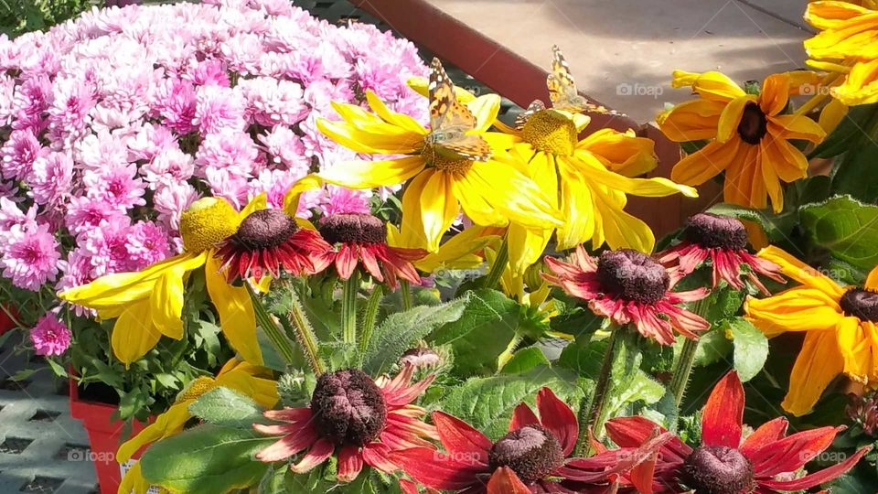 Butterflies on fall flowers at Jared's