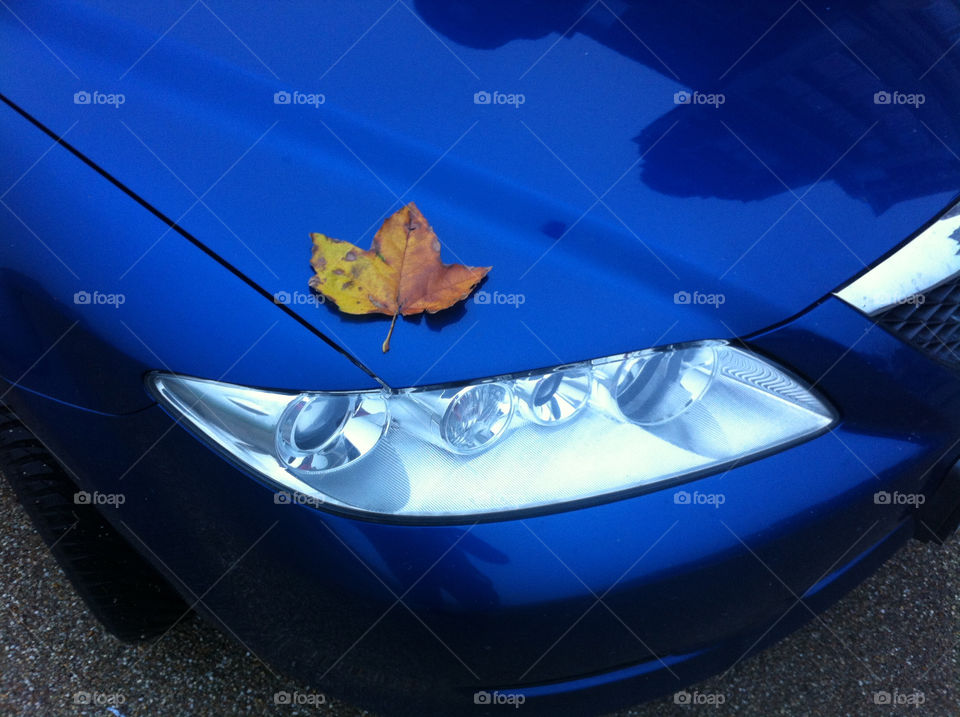 car blue leaf autumn by ivan-photos