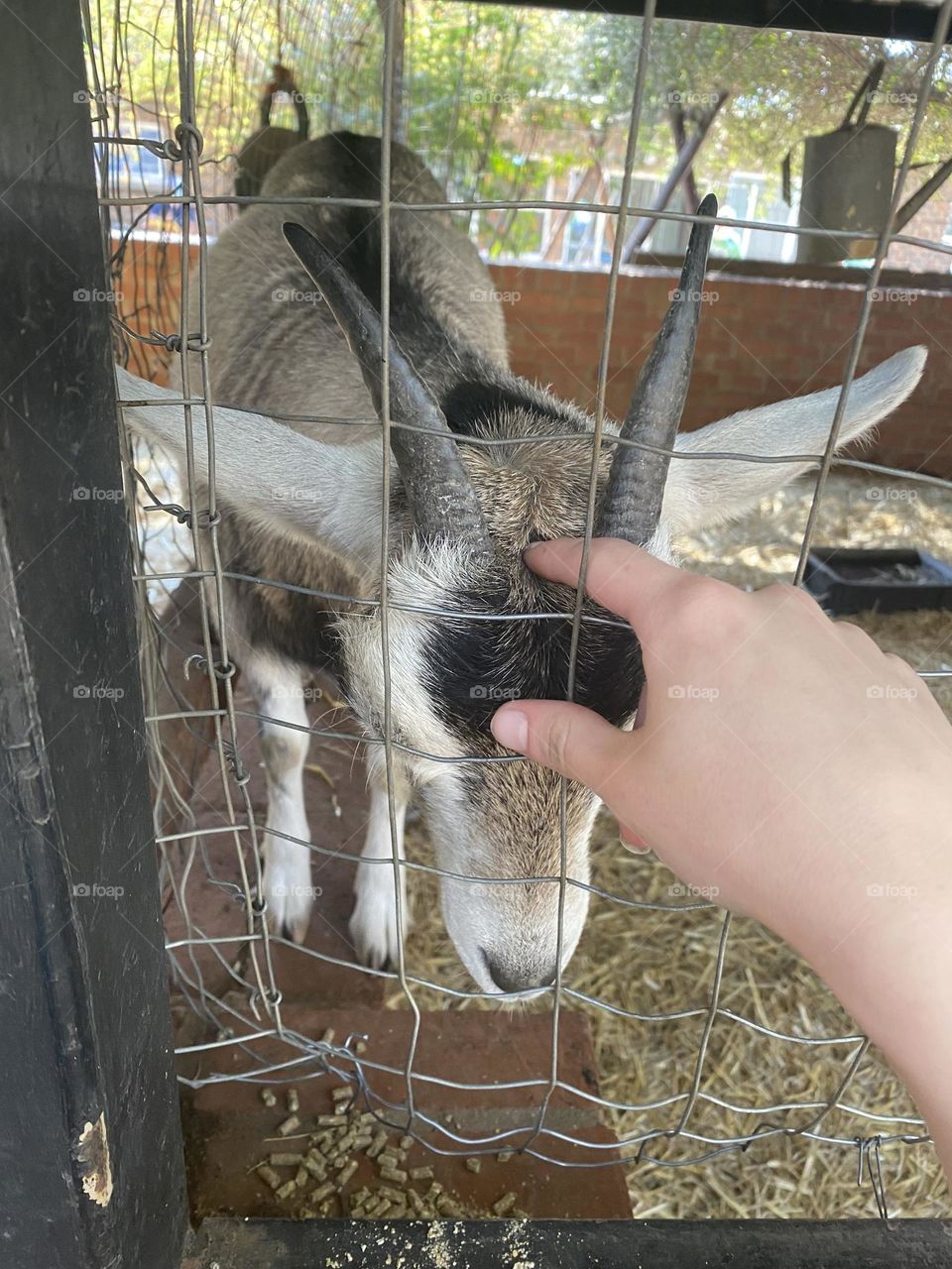 Petting zoo