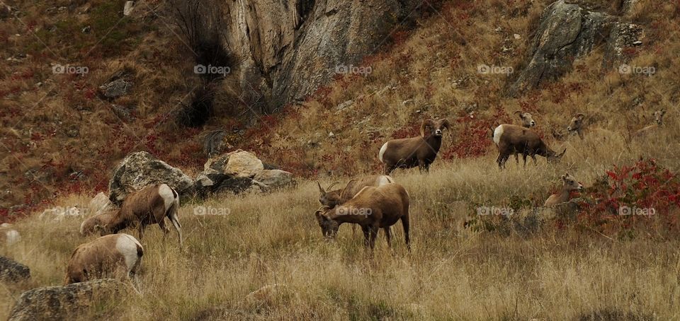 Canadian bighorn sheep