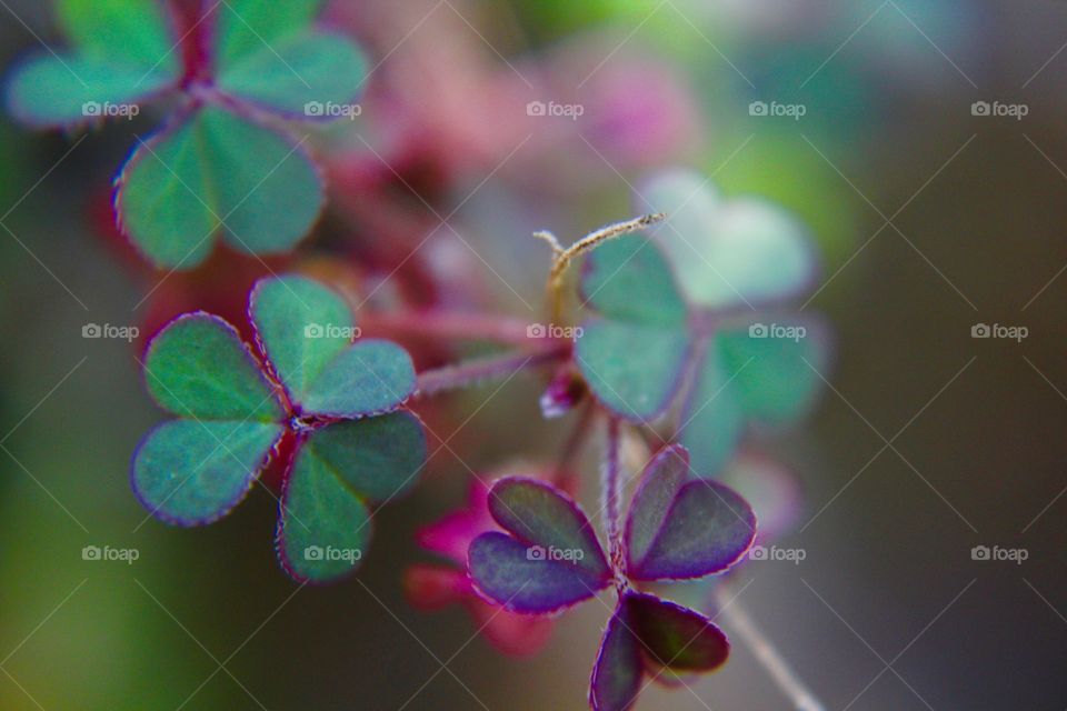 Clover with heart shaped leaves 