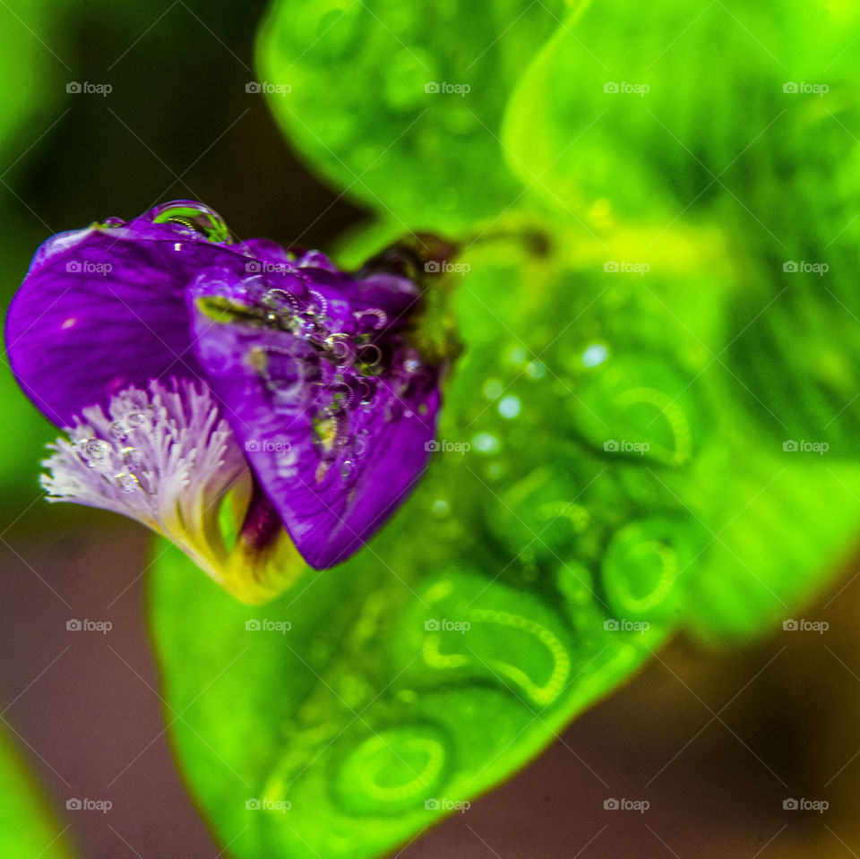 Water drops on bright purple flower