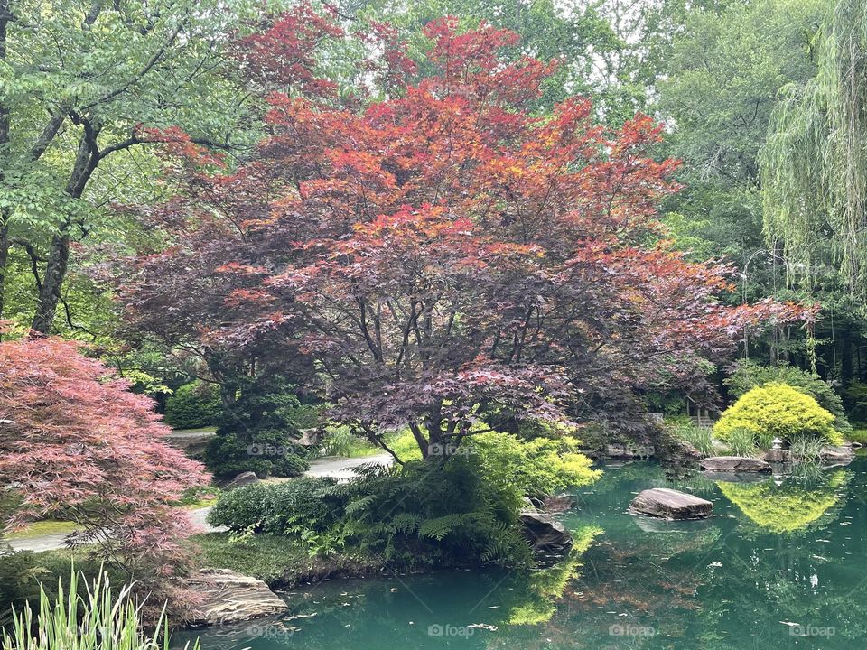 Japanese maple