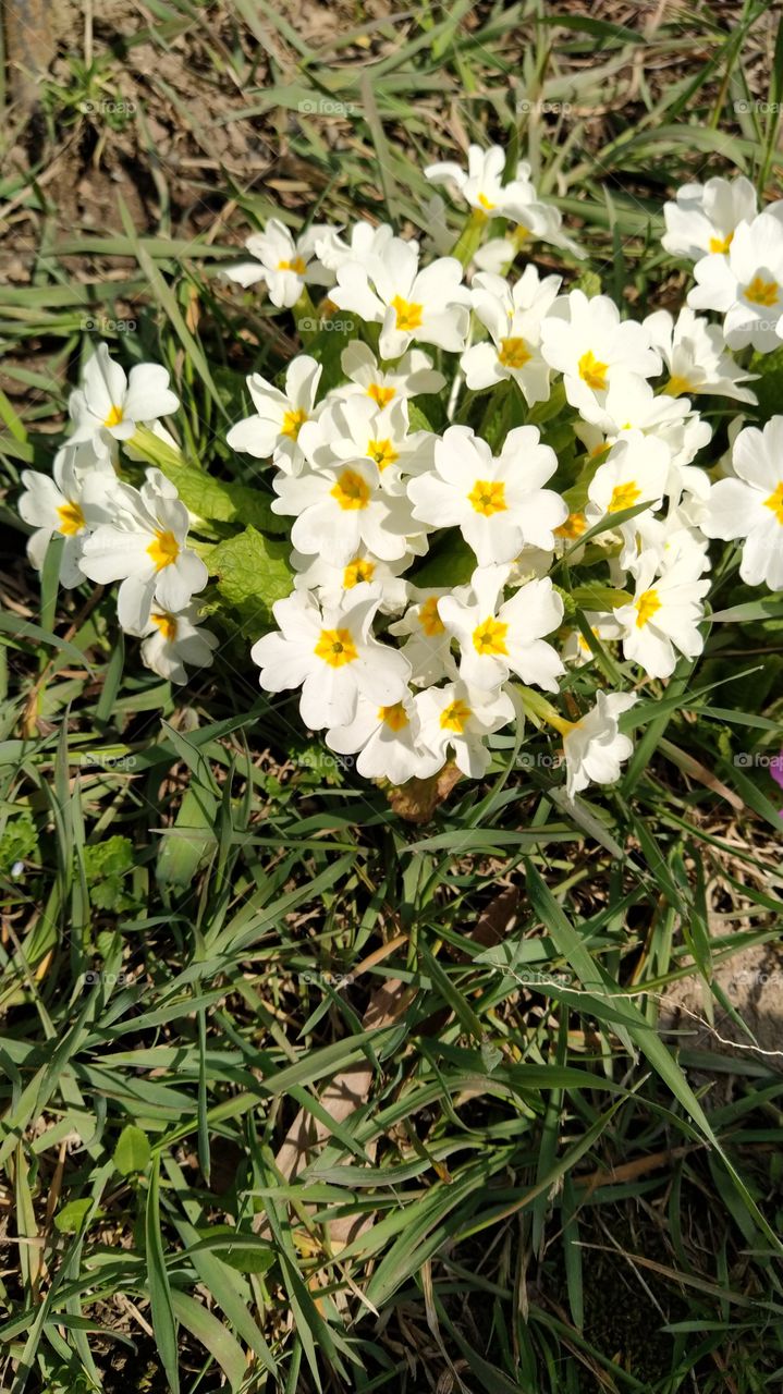White primrose