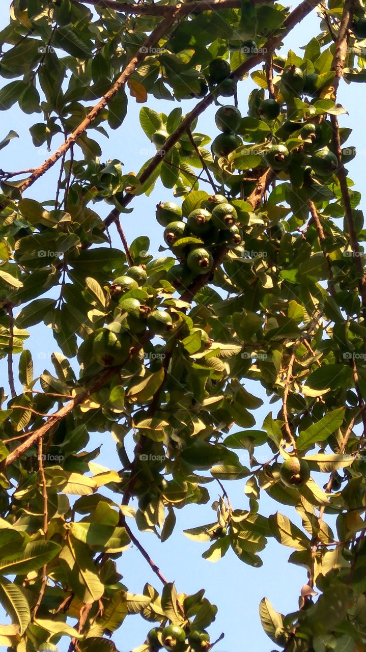 Guava fruit