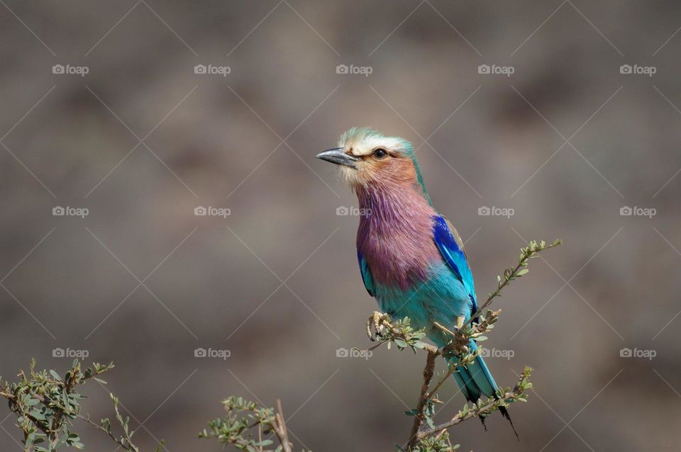 bird forest green tree