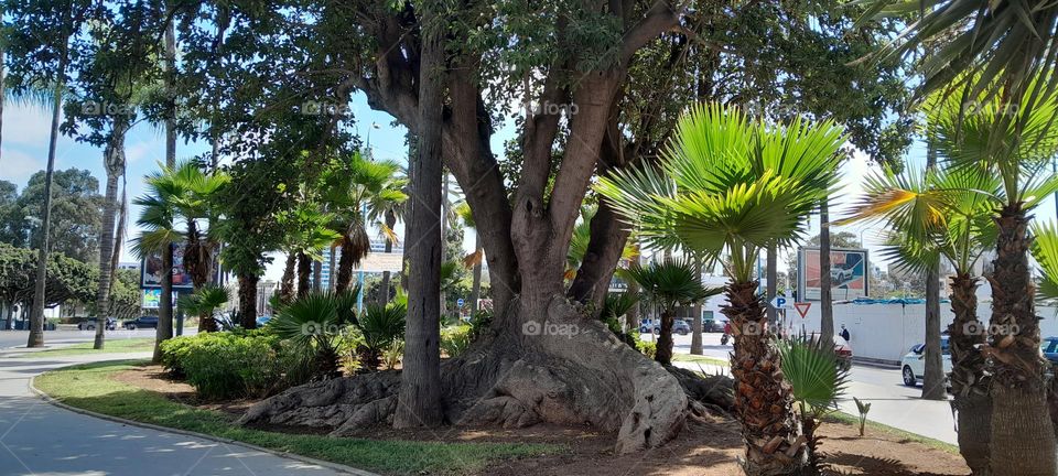 When I was walking home Alone I noticed this big tree and I couldn't resist I mean it's big and beautiful at the same time and so I decided to take a picture of it but some people were about to chop down it but I didn't want that happen