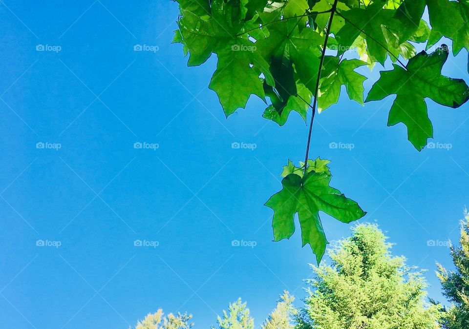 Leaf and sky