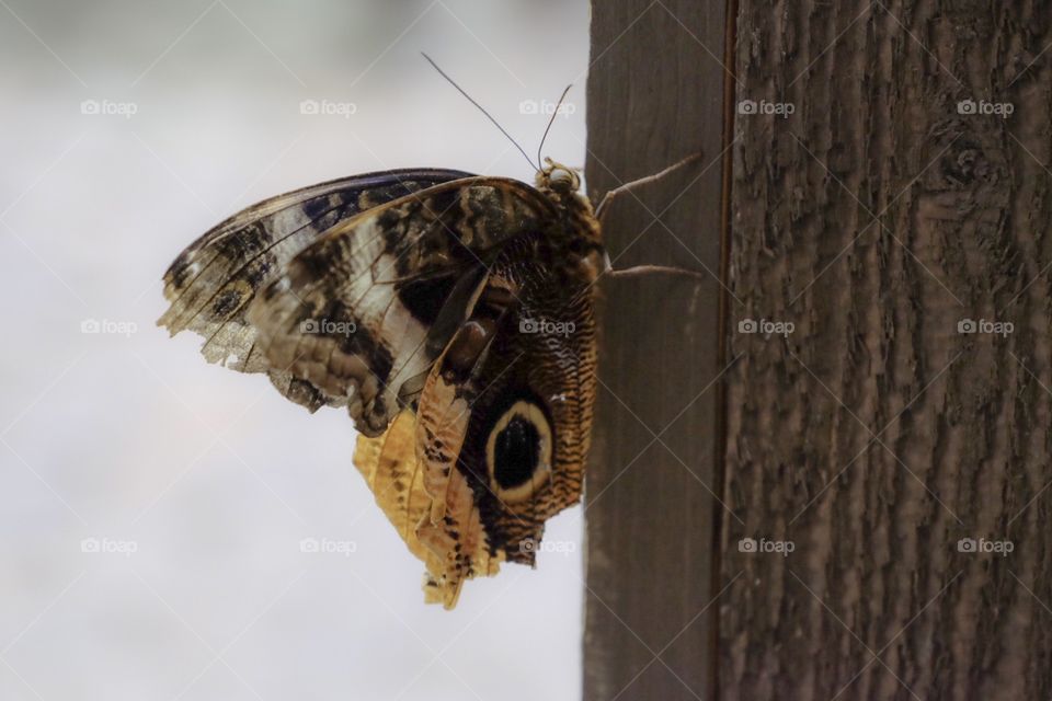 Tattered Butterfly Wings Portrait, Butterfly Portrait, Wildlife Photography 