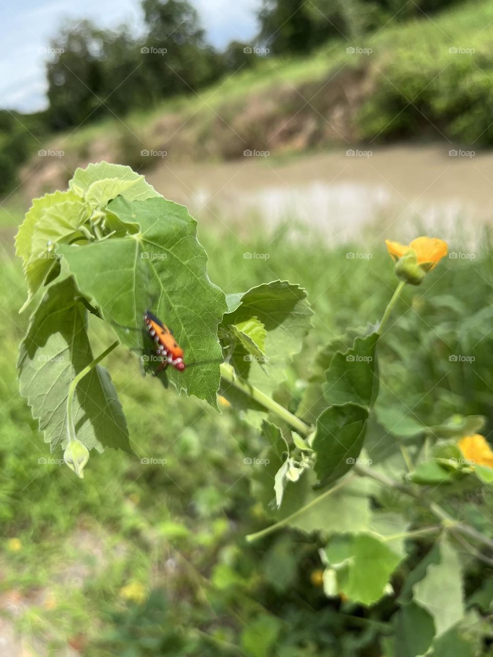 Urban Nature: Wildlife.