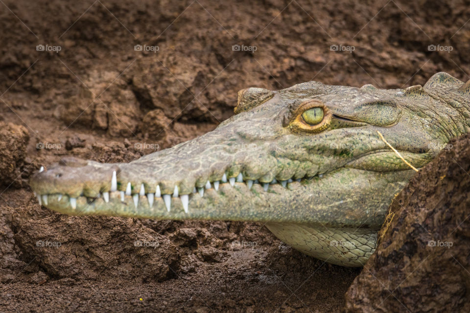 Closeup of young crocodile on a muddy riverbank