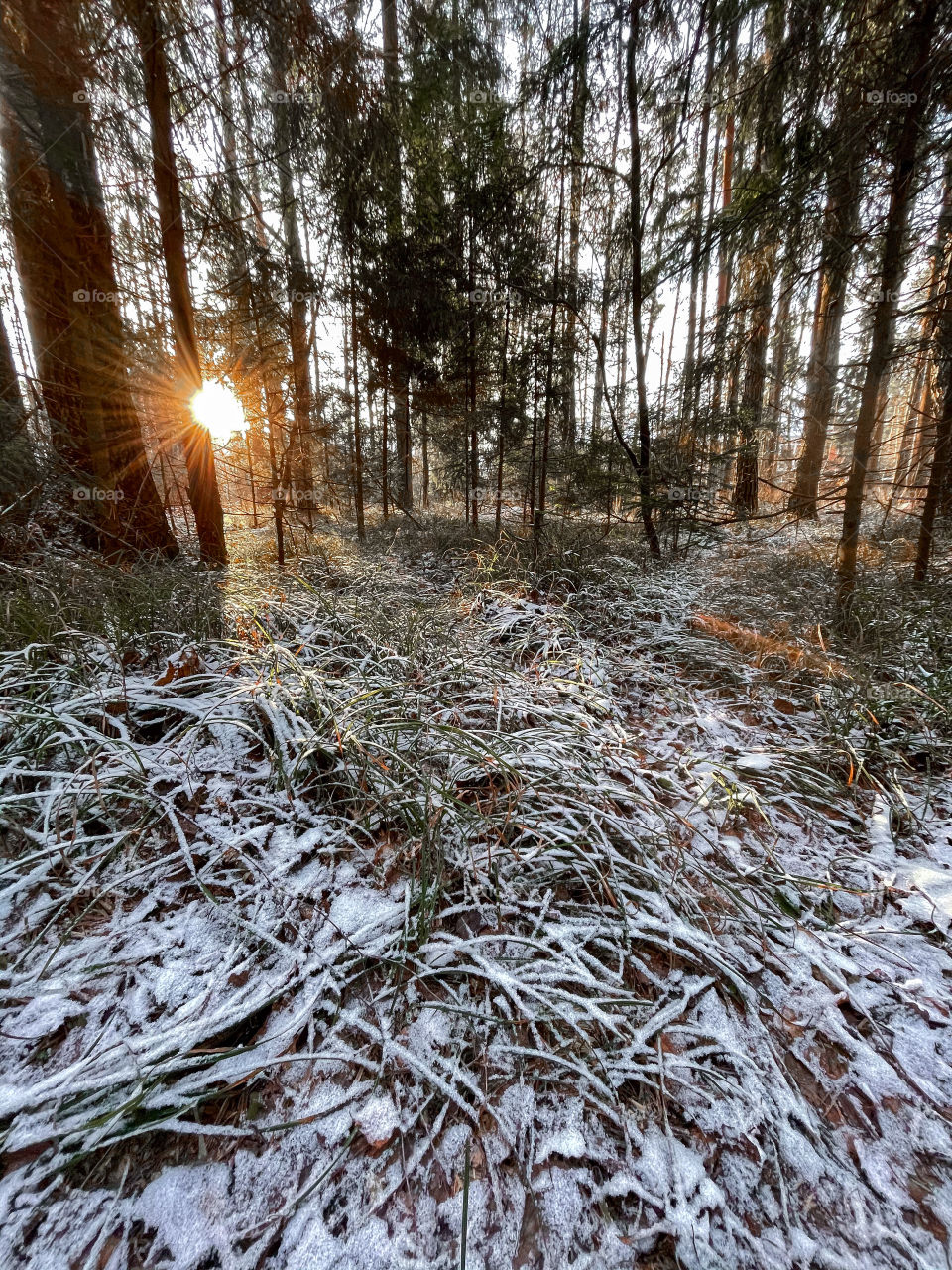 Winter landscape at sunny cold day