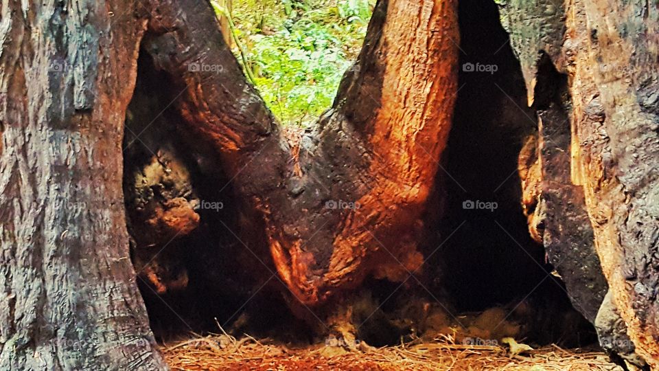No Person, Tree, Wood, Nature, Outdoors