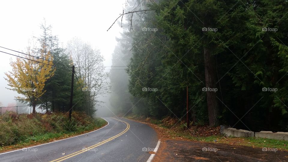 Foggy road in the Pacific Northwest