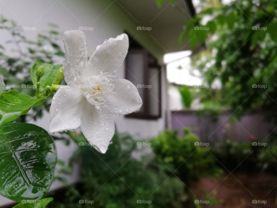 #Idda#SriLankanflower#beautiful#white#gardengrows#natureflora
