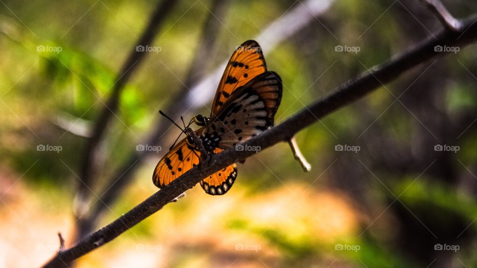 Butterfly mating on tree branch
