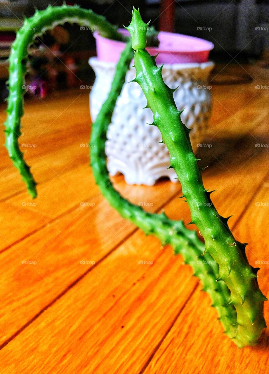 Snaky succulent 