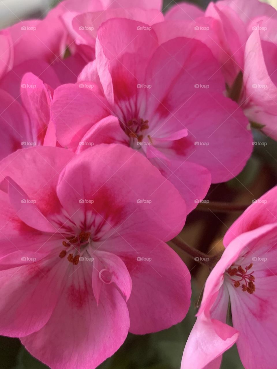 Pink blossoms 